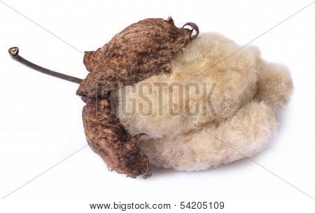Organic Cotton