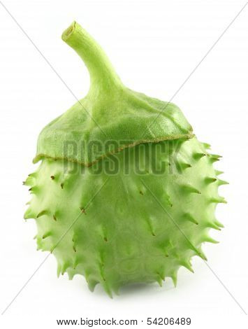 Medicinal Datura