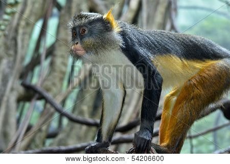 Wolf's Mona Monkey