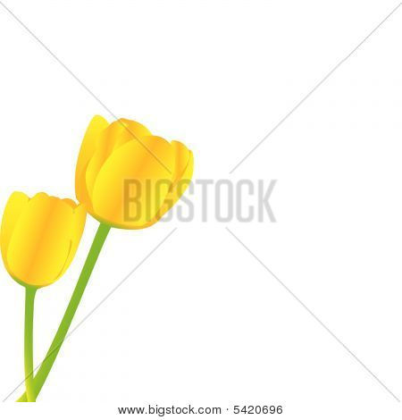 Gule tulipaner