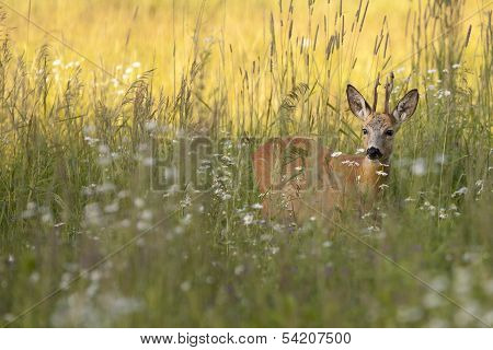 Roebuck in the wild