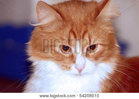 red cat