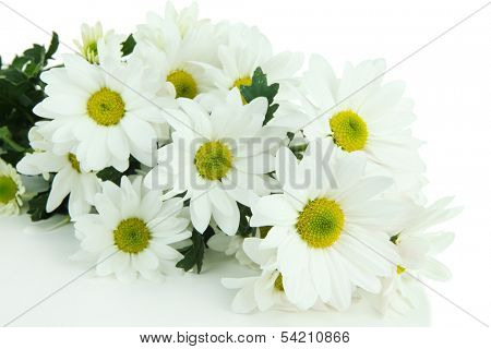 Beautiful white chrysanthemum isolated on white