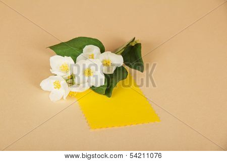 Flowers of  jasmine and empty card