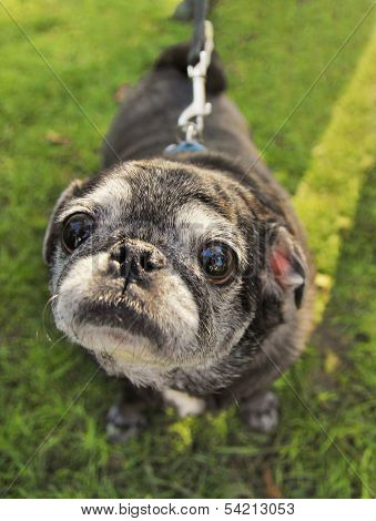  a cute pug at a local park 