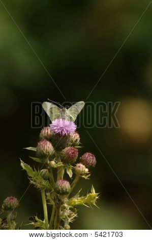 Mariposa y cardo