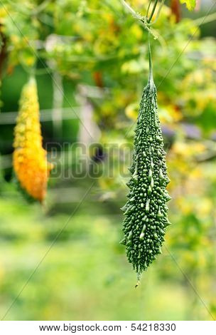 Green Momordica Or Karela