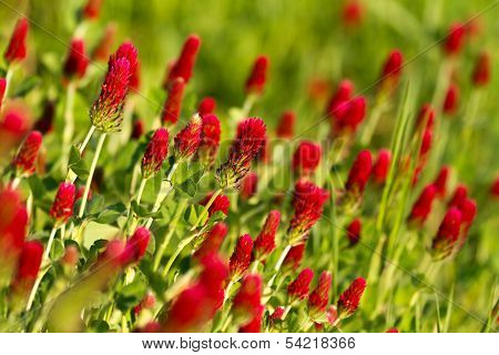 Crimson clover
