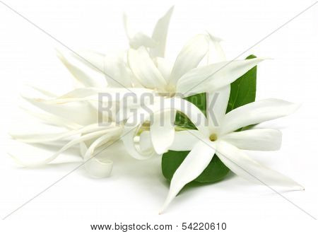 Malotilata Flowr Of Indian Subcontinent