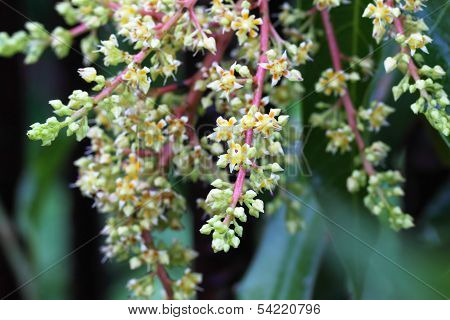 Mango Flower