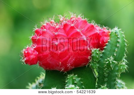 Macro Of Red Moon Cactus