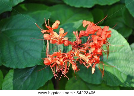 Clerodendrum speciosissimum