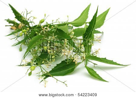 Medicinal Neem Leaves With Flower