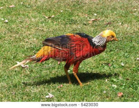 Bir renkli altın sülün (chrysolophus Pictus)
