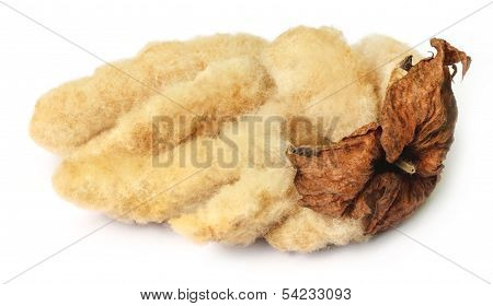 Organic Cotton