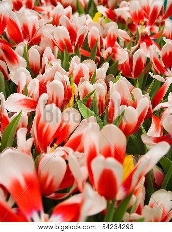 Tulip