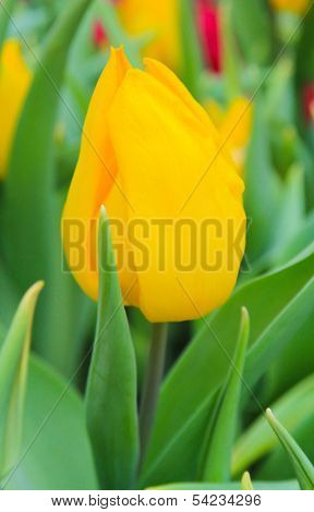 Red Tulip