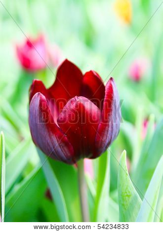 Red Tulip