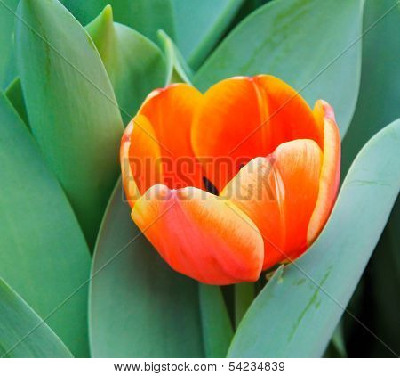 Orange Tulip Flower In Garden