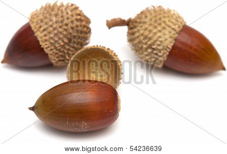 Acorns