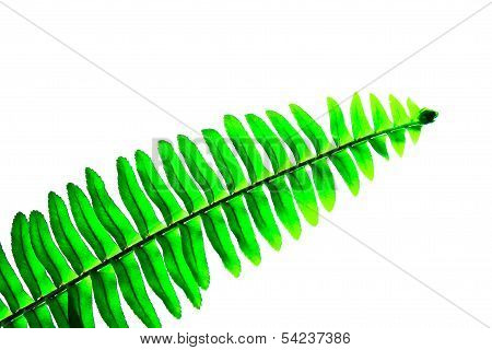 Green Fern Leaf