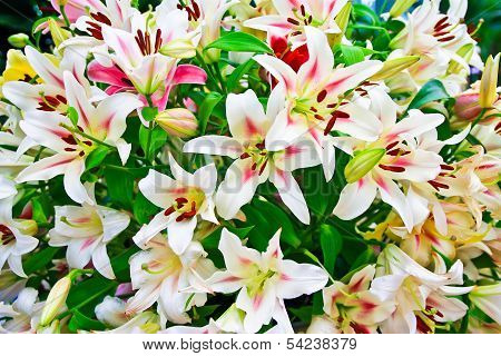 A Bouquet Of Lily Flowers.