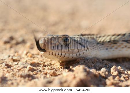 Gophersnake Macro - sfogliando la lingua