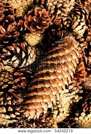 Collection Of  Brown Pine Cones For Backgrounds Or Textures. Close Up