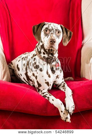 Dalmatian lying