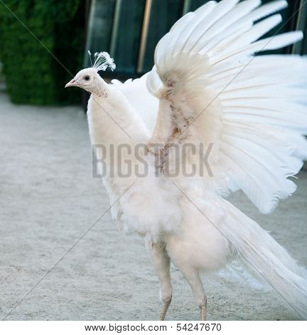 White Peacock