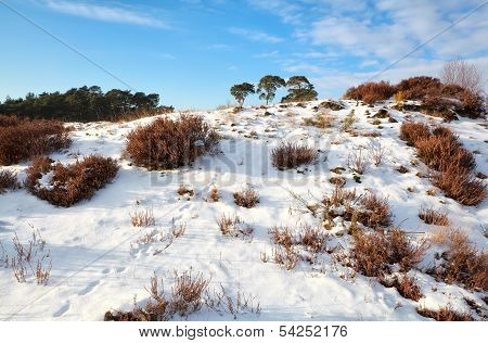 Animal Tracks On Snowy Hill