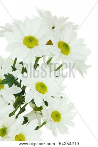 Beautiful white chrysanthemum isolated on white