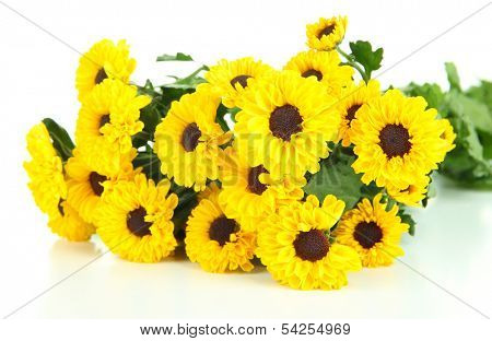Beautiful yellow chrysanthemum isolated on white
