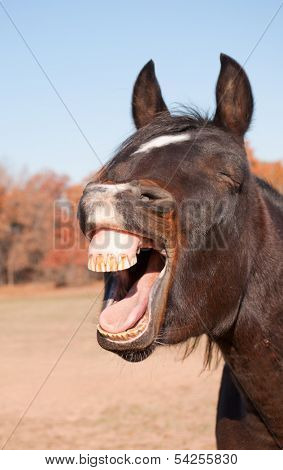 Dark bay horse yawning, looking like he is laughing