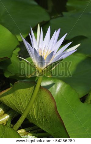 White Lotus Water Lily
