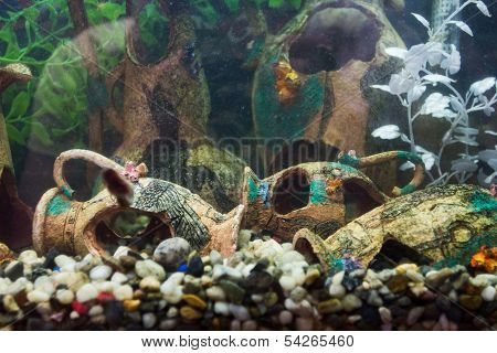 Aquarium With Ancient Design Settlement