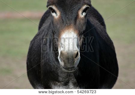 Donkey portrait
