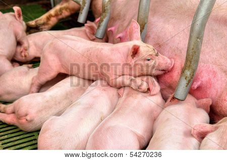 Baby Pig In A Pigsty