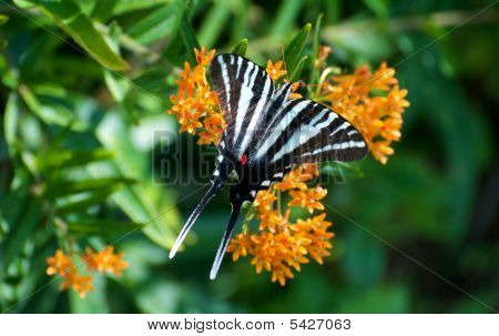 Zebra Swallowtail Butterfly