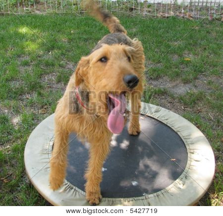 Airedale dil