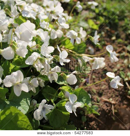 white viola odorata