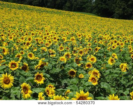 field sunflower