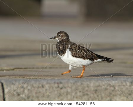 Turnstone with damaged foot.