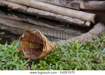 Potted Bamboo