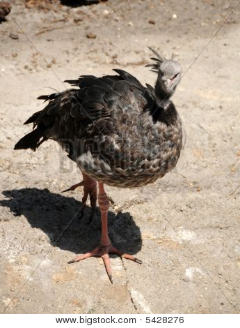 Sydlige Screamer