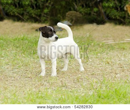 Jack Russell Terrier