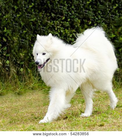 Samoyed