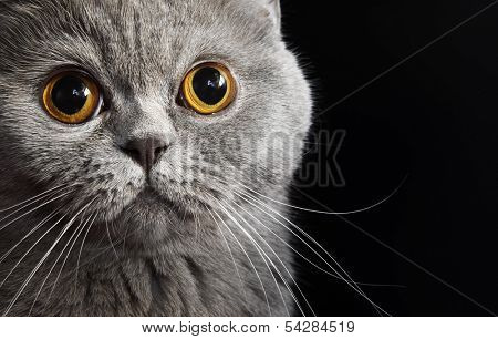 Scottish stright cat