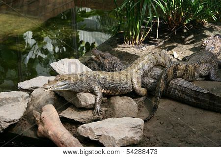 Common caiman