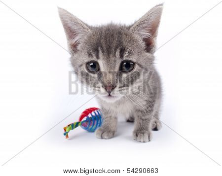 Young Nine Weeks Old Fluffy Grey Striped Kitten Over White With A Cat Toy